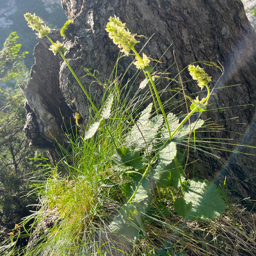 Yellow Betony (Betonica alopecuros)