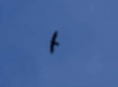 Cypseloides cherriei