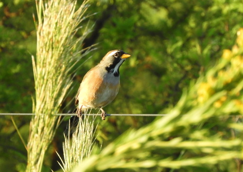 Many-colored Chaco Finch (Saltatricula multicolor), photo 6