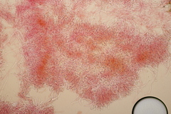 Phlebia rufa