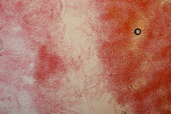 Phlebia rufa