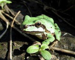 Hyla wrightorum