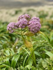 Anisotome latifolia