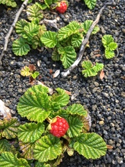 Rubus geoides