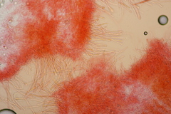 Phlebia rufa