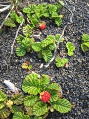 Rubus geoides