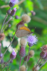 Maniola jurtina