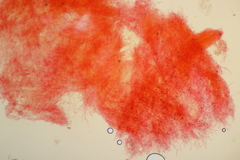 Phlebia rufa