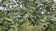 Schinus terebinthifolius, recorded fruiting