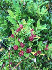 Weinmannia trichosperma