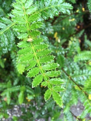 Weinmannia trichosperma