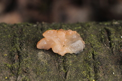 Ditangium cerasi
