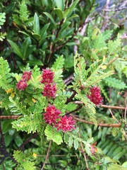 Weinmannia trichosperma