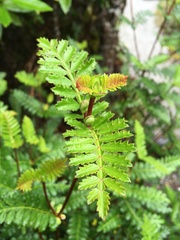 Weinmannia trichosperma