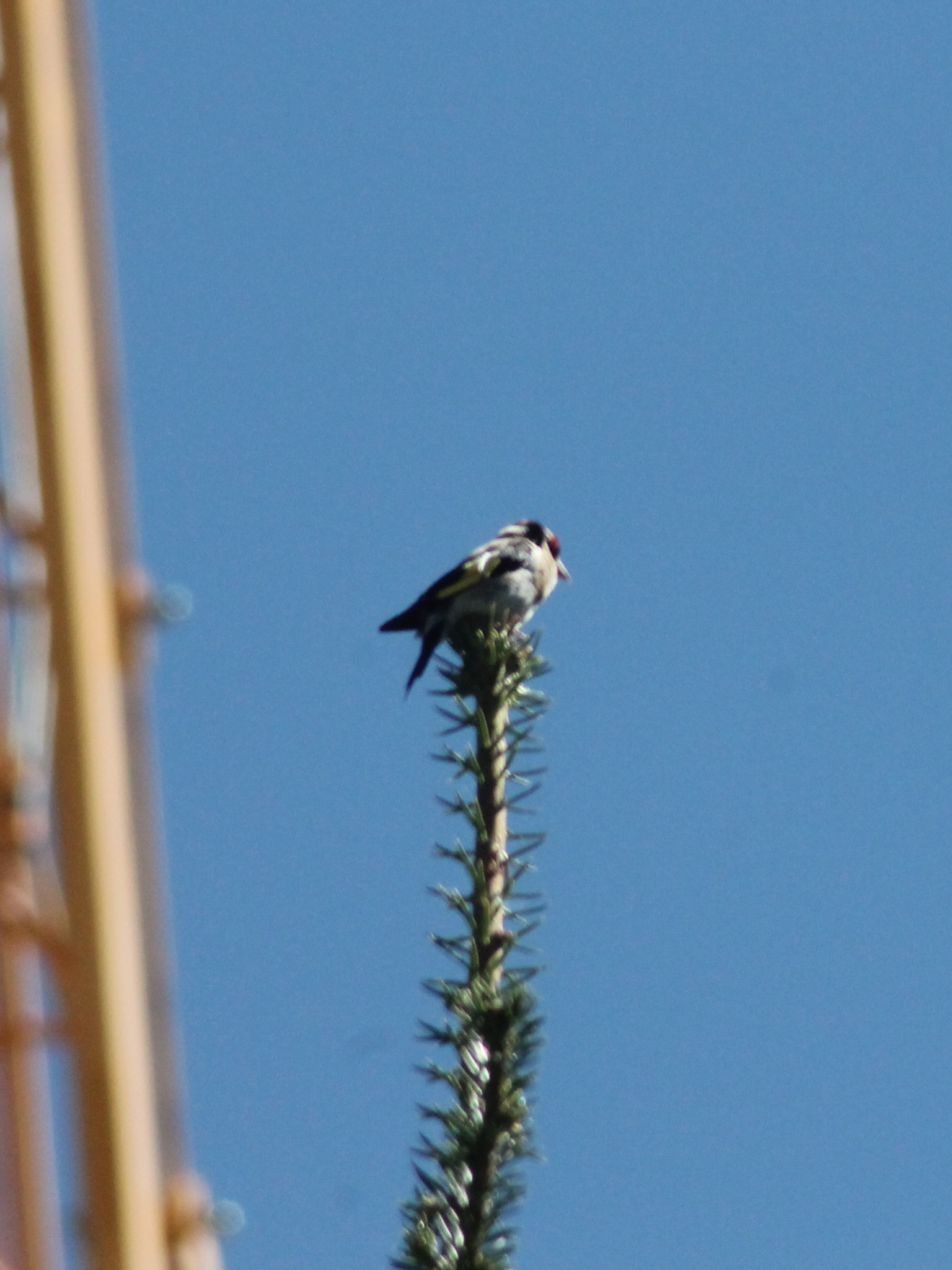 European Goldfinch