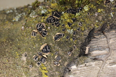 Sclerencoelia fraxinicola