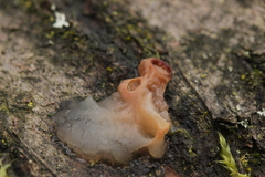 Ditangium cerasi