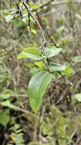 Wikstroemia sandwicensis observed 2026-03-18