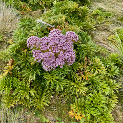 Anisotome latifolia