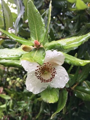 Eucryphia cordifolia
