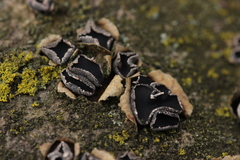 Sclerencoelia fraxinicola