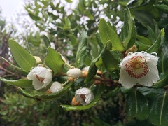 Eucryphia cordifolia