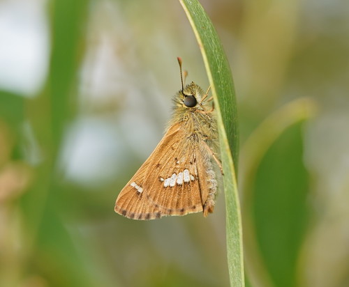 Barred Skipper