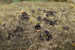 Sclerencoelia fraxinicola