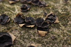 Sclerencoelia fraxinicola