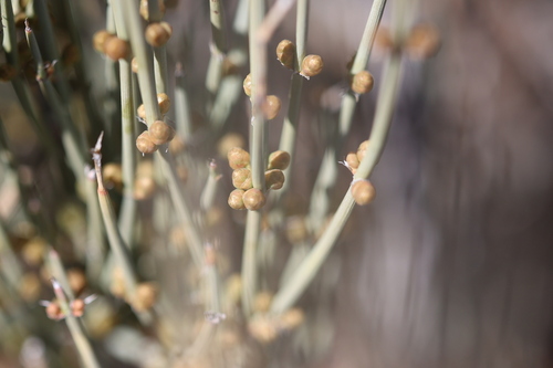 Torrey's Jointfir (Ephedra torreyana)