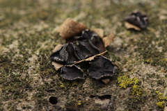 Sclerencoelia fraxinicola