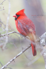 Cardinalis cardinalis