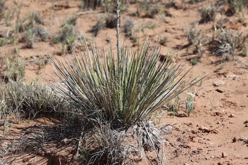 Navajo Yucca (Yucca baileyi)