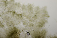 Sclerencoelia fraxinicola