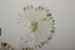 Sclerencoelia fraxinicola