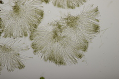 Sclerencoelia fraxinicola