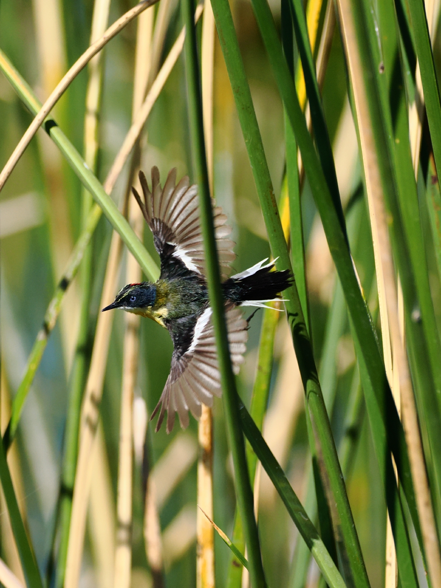 Many-colored Rush Tyrant (Tachuris rubrigastra), photo 9