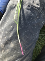 Lolium perenne perenne
