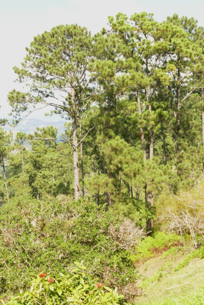 Cuban pine from Botanical garden, Gran Piedra, Santiago de Cuba, Cuba ...