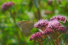 Aphantopus hyperantus
