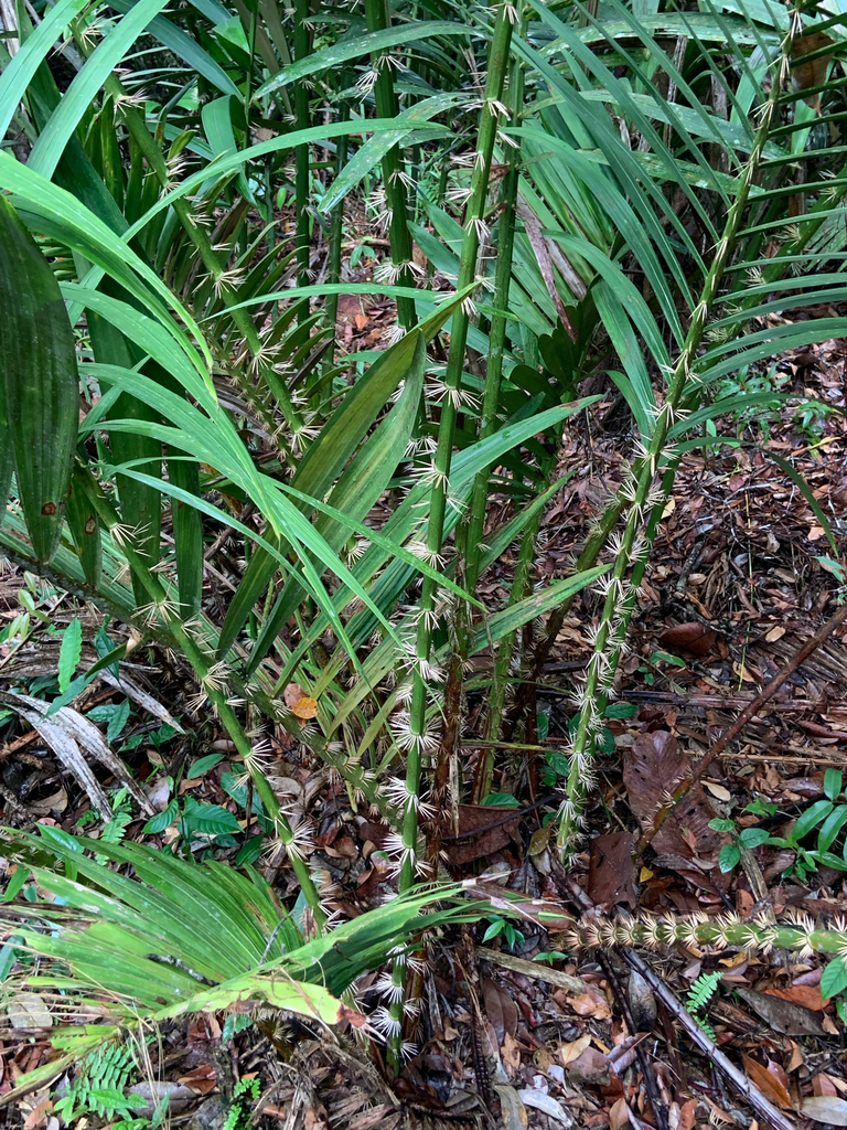 Eleiodoxa conferta (Eleiodoxa conferta)