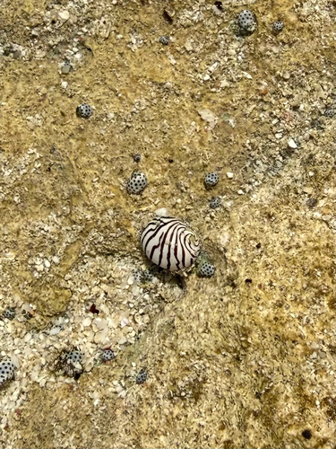Puperita pupa