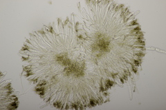 Sclerencoelia fraxinicola