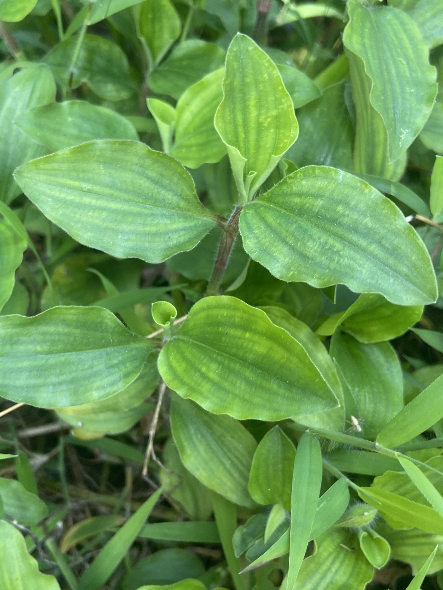 Commelina benghalensis — ảnh 2