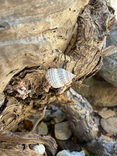 Cenchritis muricatus