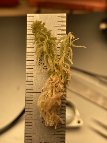 Sphagnum tenerum observed 2026-03-18