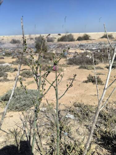 Branched Asphodel