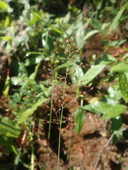 Dichanthelium spretum