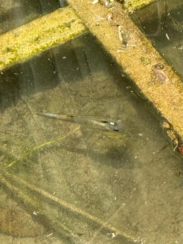 Poecilia vivipara