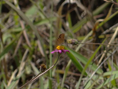Riodinidae